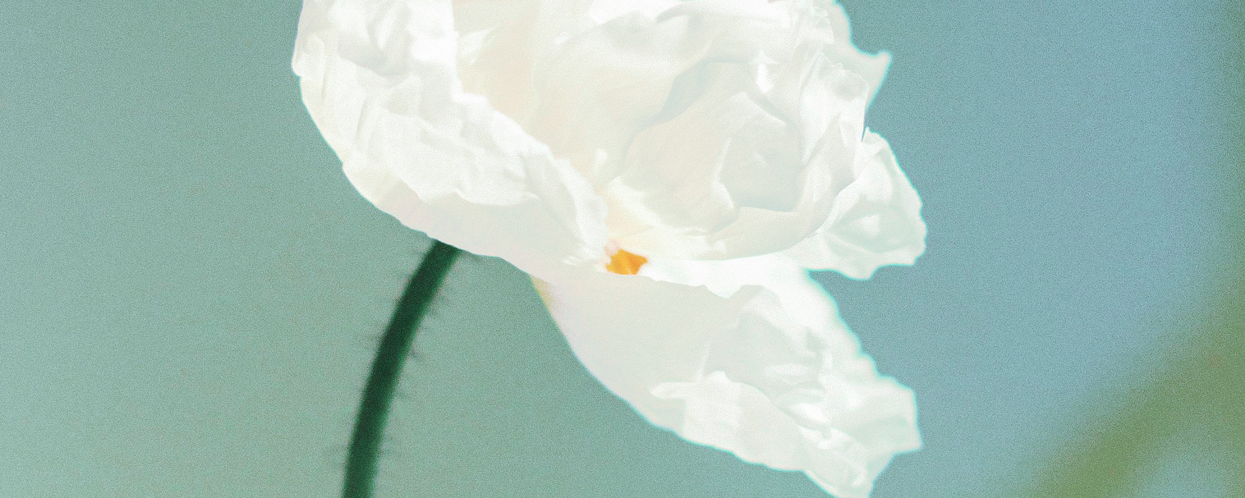 gros plan d’une fleur blanche délicate sur fond bleu pâle